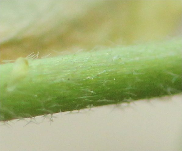 arabis planisiliqua