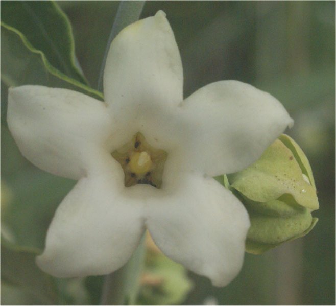 araujia-sericiferaAraujia sericifera
