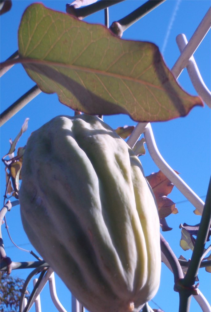 araujia-sericiferaAraujia sericifera