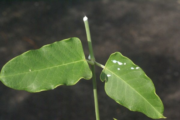 araujia-sericiferaAraujia sericifera