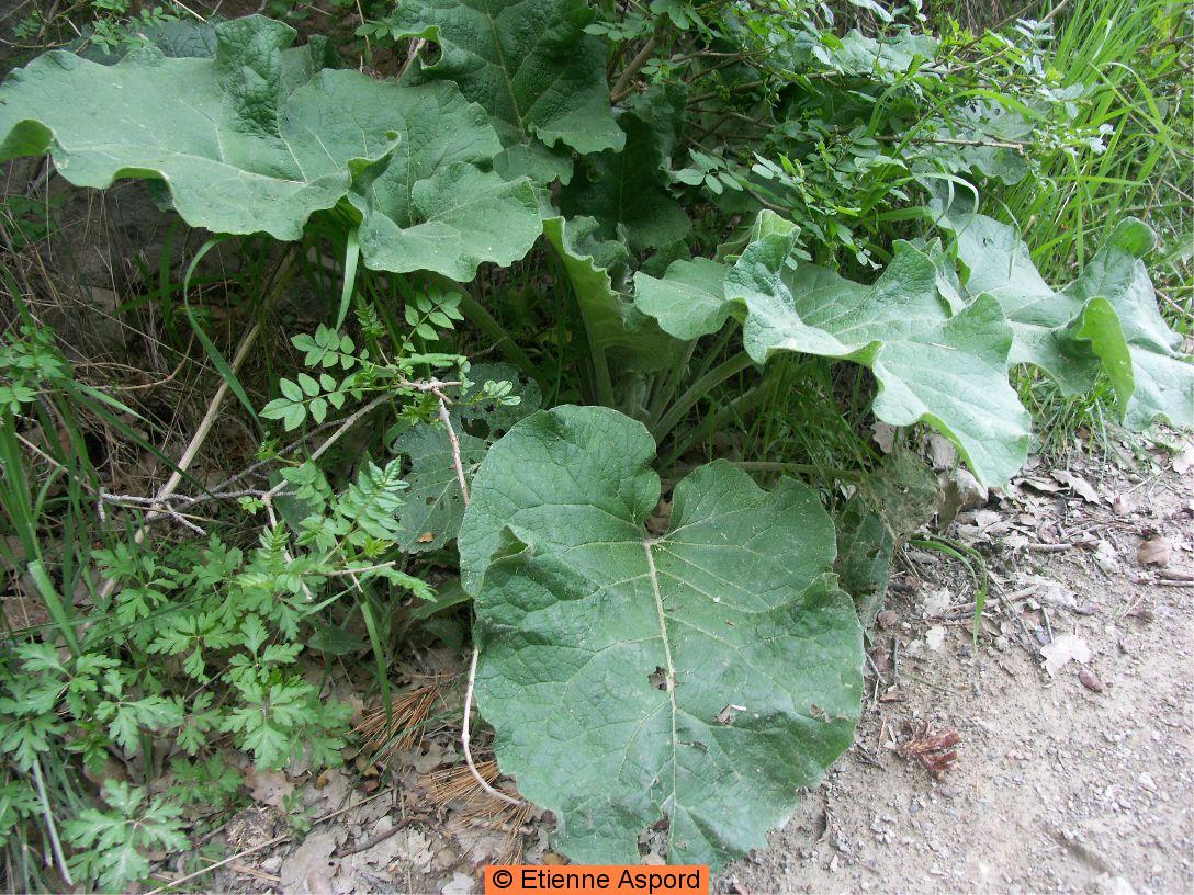 Arctium nemorosumarctium minus