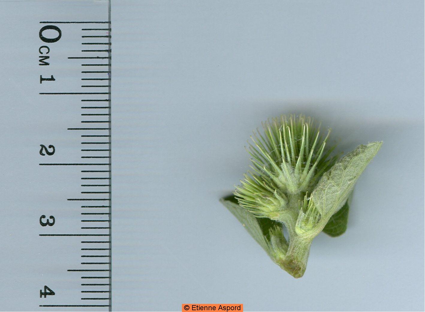Arctium nemorosumarctium minus
