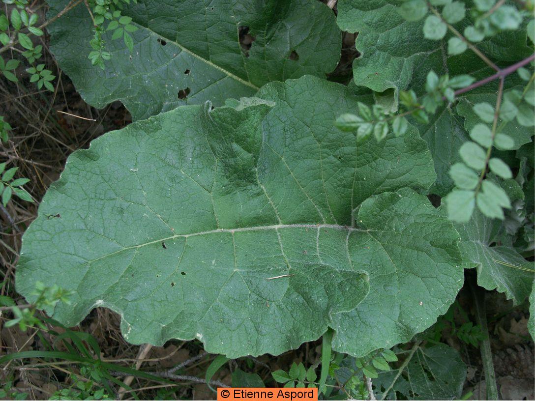 Arctium nemorosumarctium minus