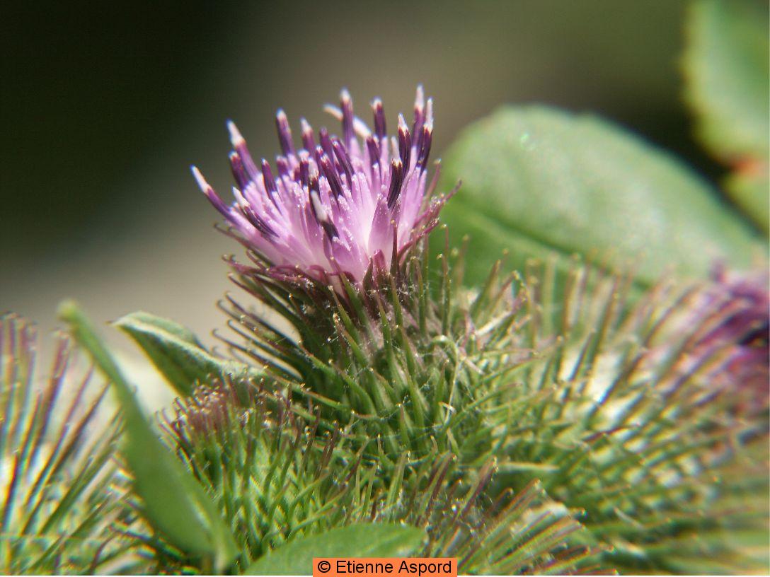 Arctium nemorosumarctium minus