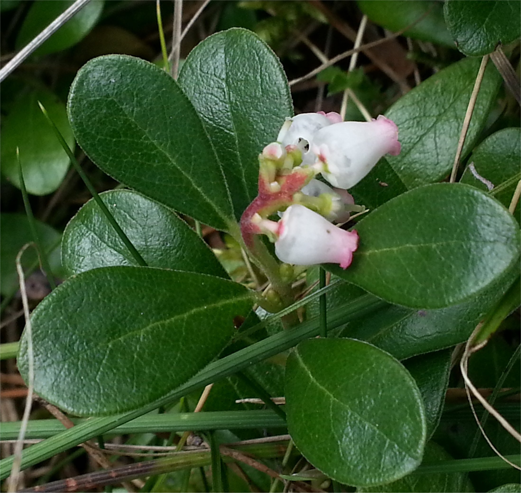 Arctostaphylos uva-ursiarctostaphylos urva ursi