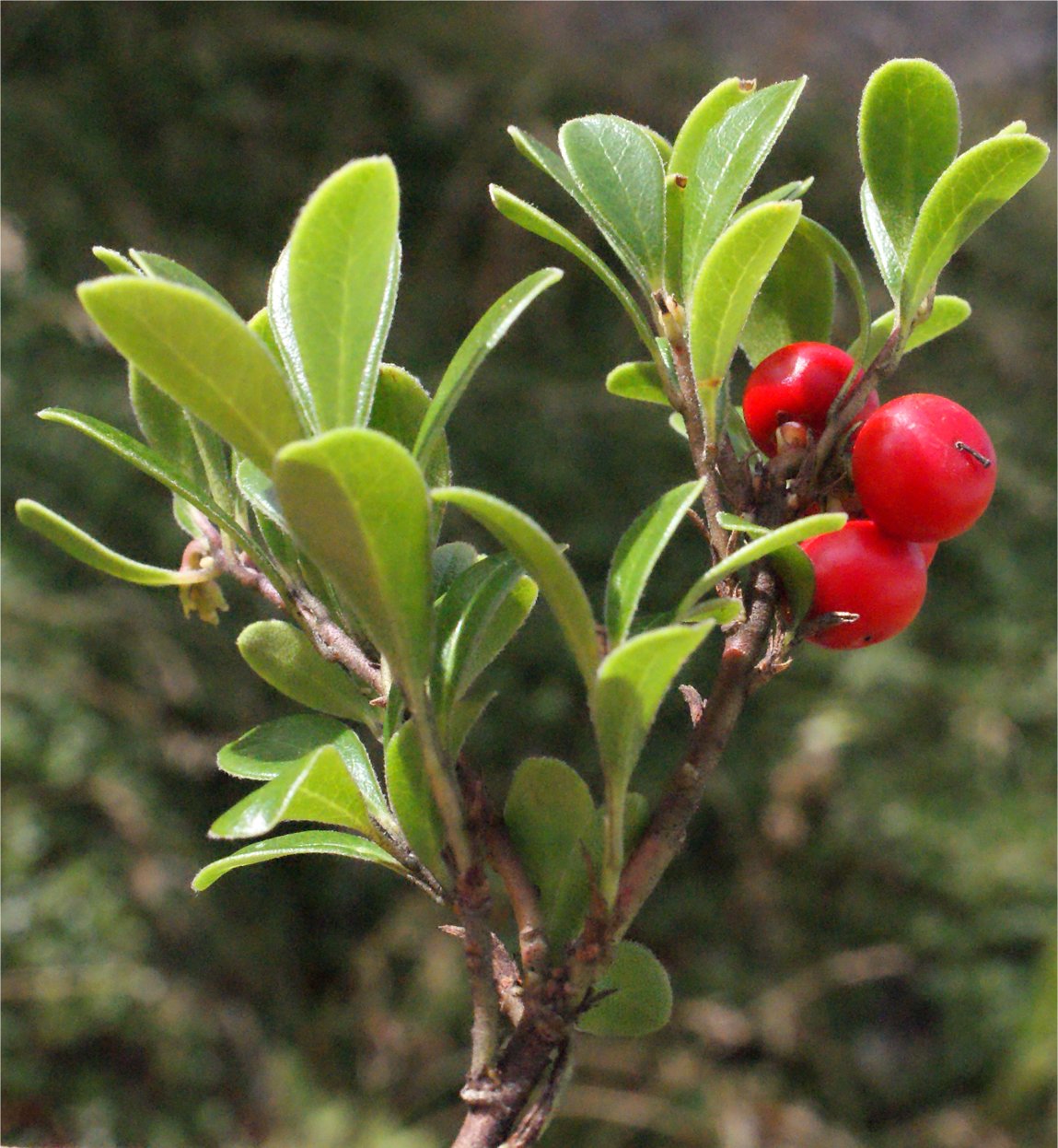 Arctostaphylos uva-ursiarctostaphylos urva ursi