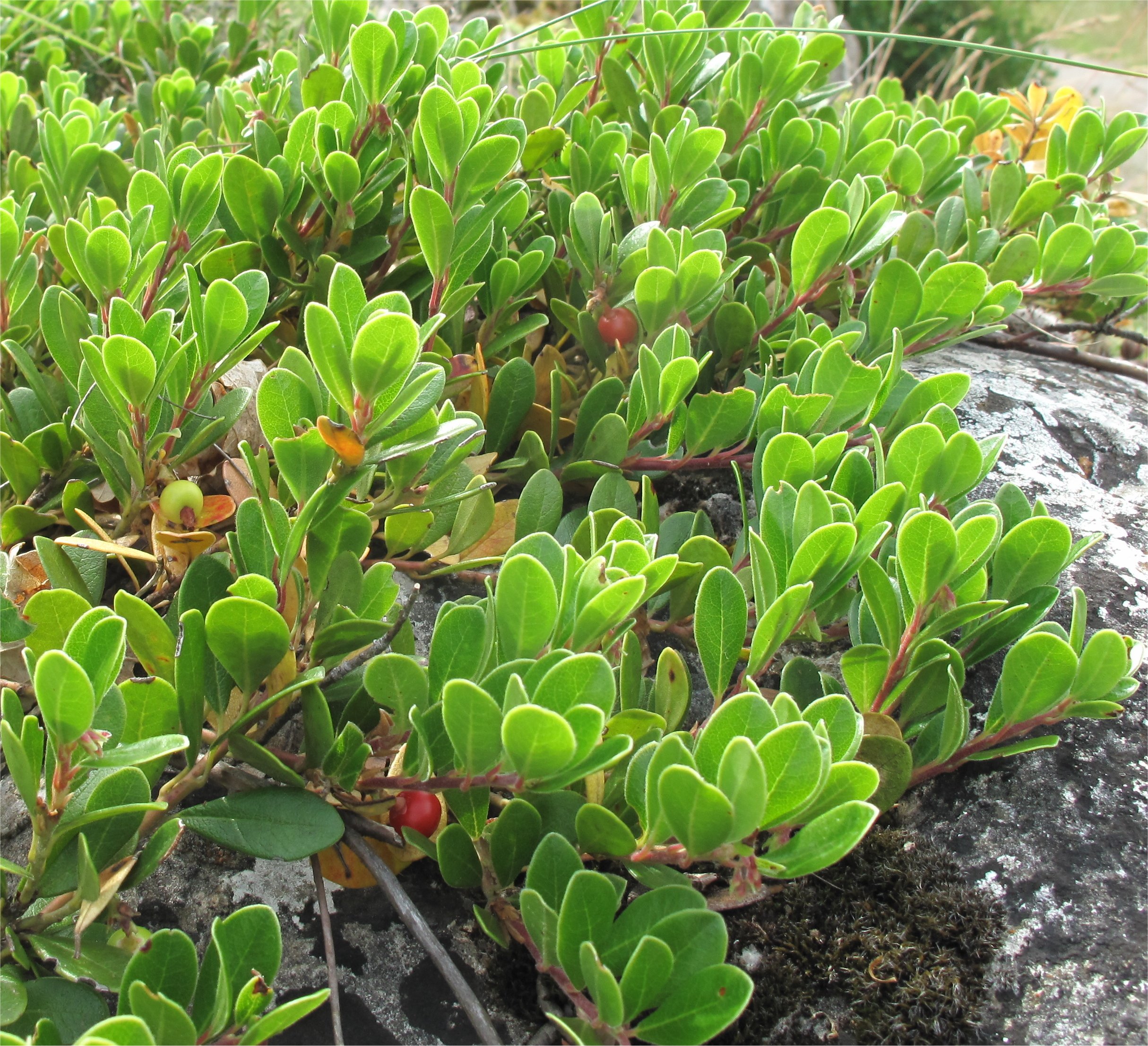 Arctostaphylos uva-ursiarctostaphylos urva ursi