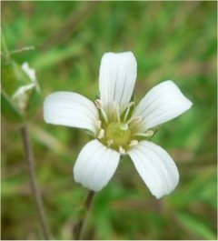 arenaria grandiflora