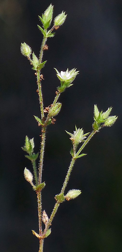 arenaria leptoclados