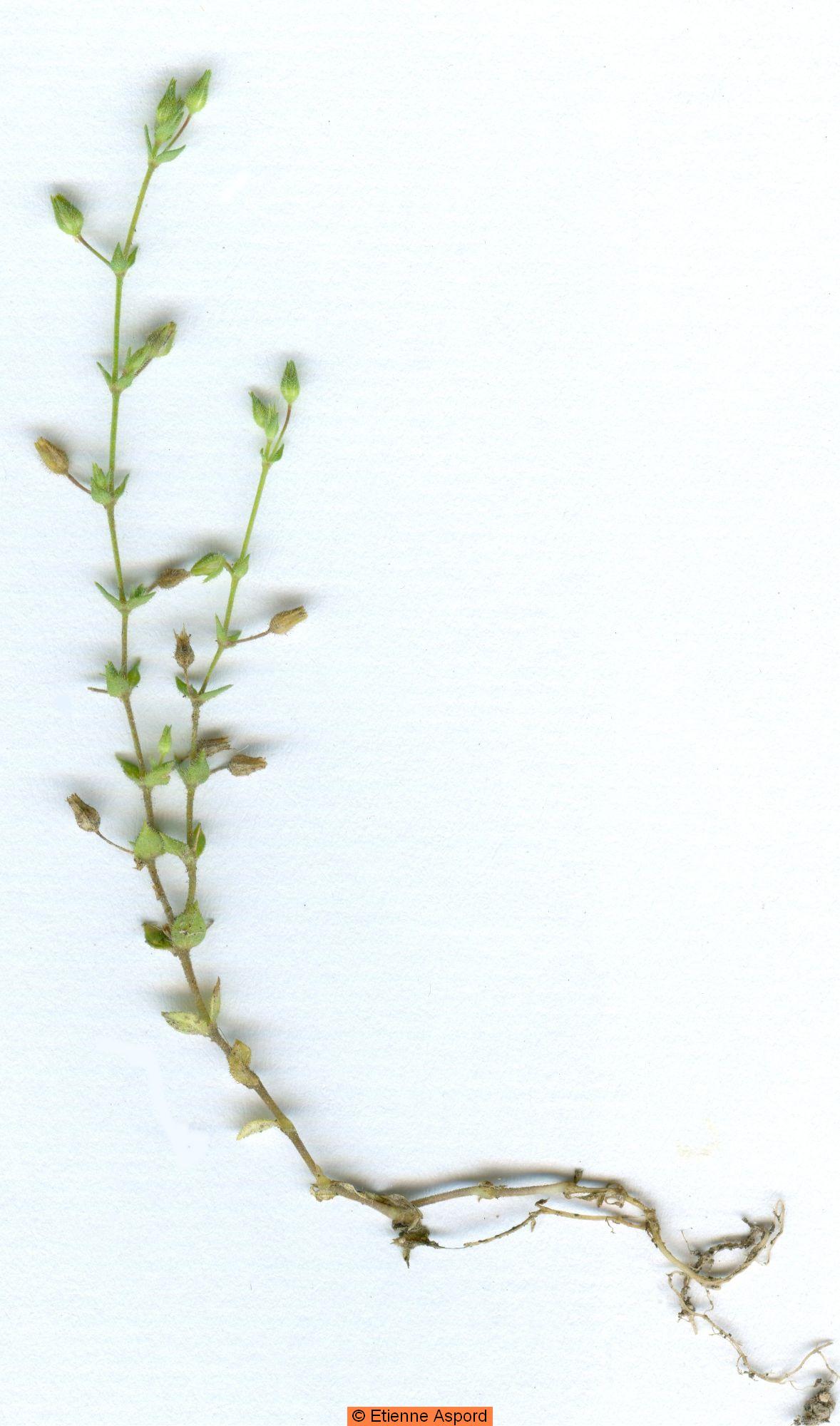 arenaria serpyllifolia