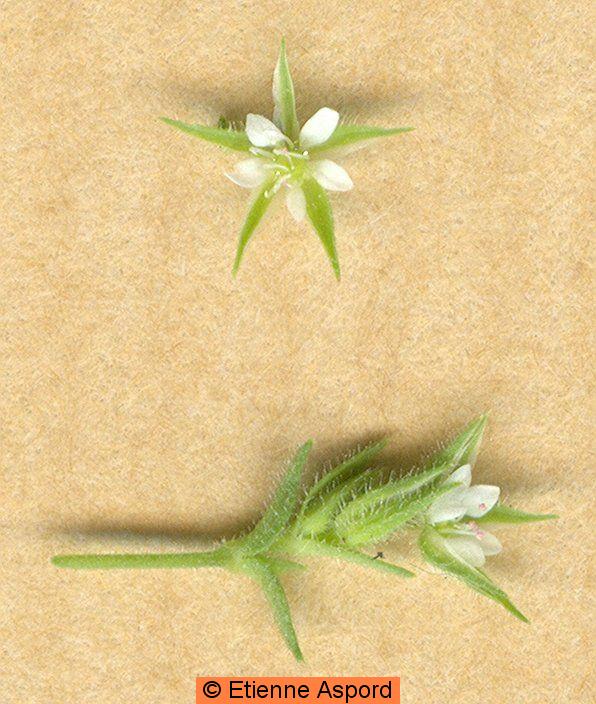 arenaria serpyllifolia