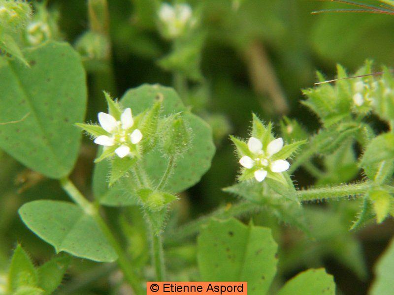 arenaria serpyllifolia