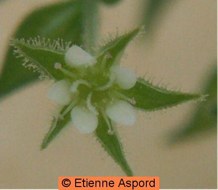 arenaria serpyllifolia