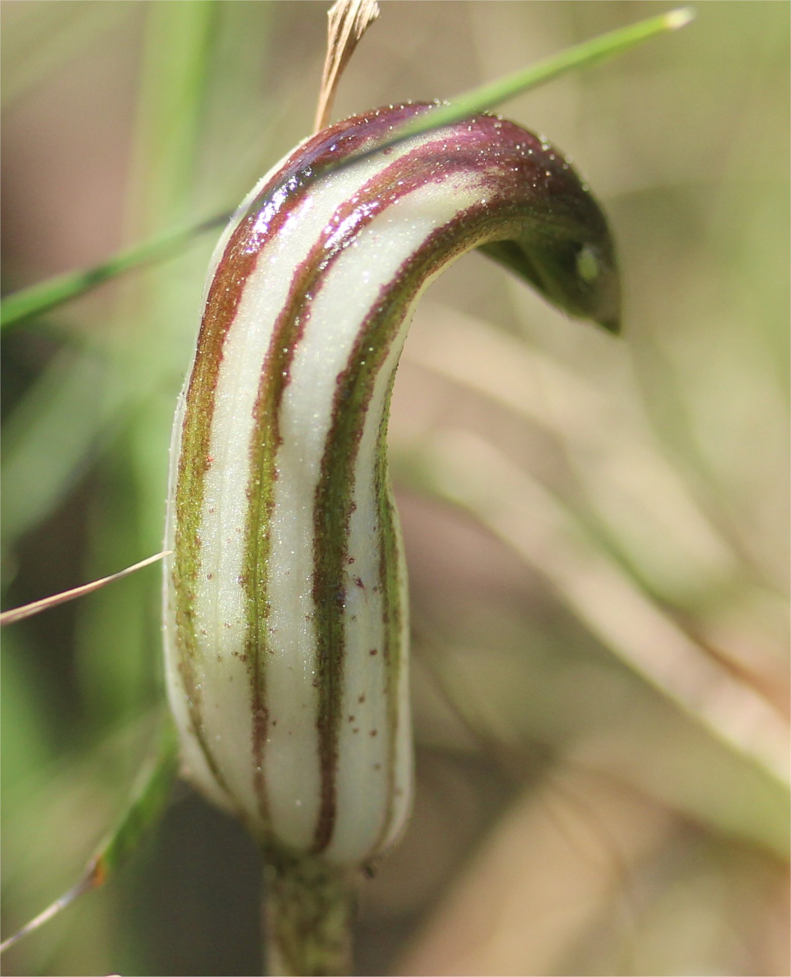 arisarum-vulgareArisarum vulgare