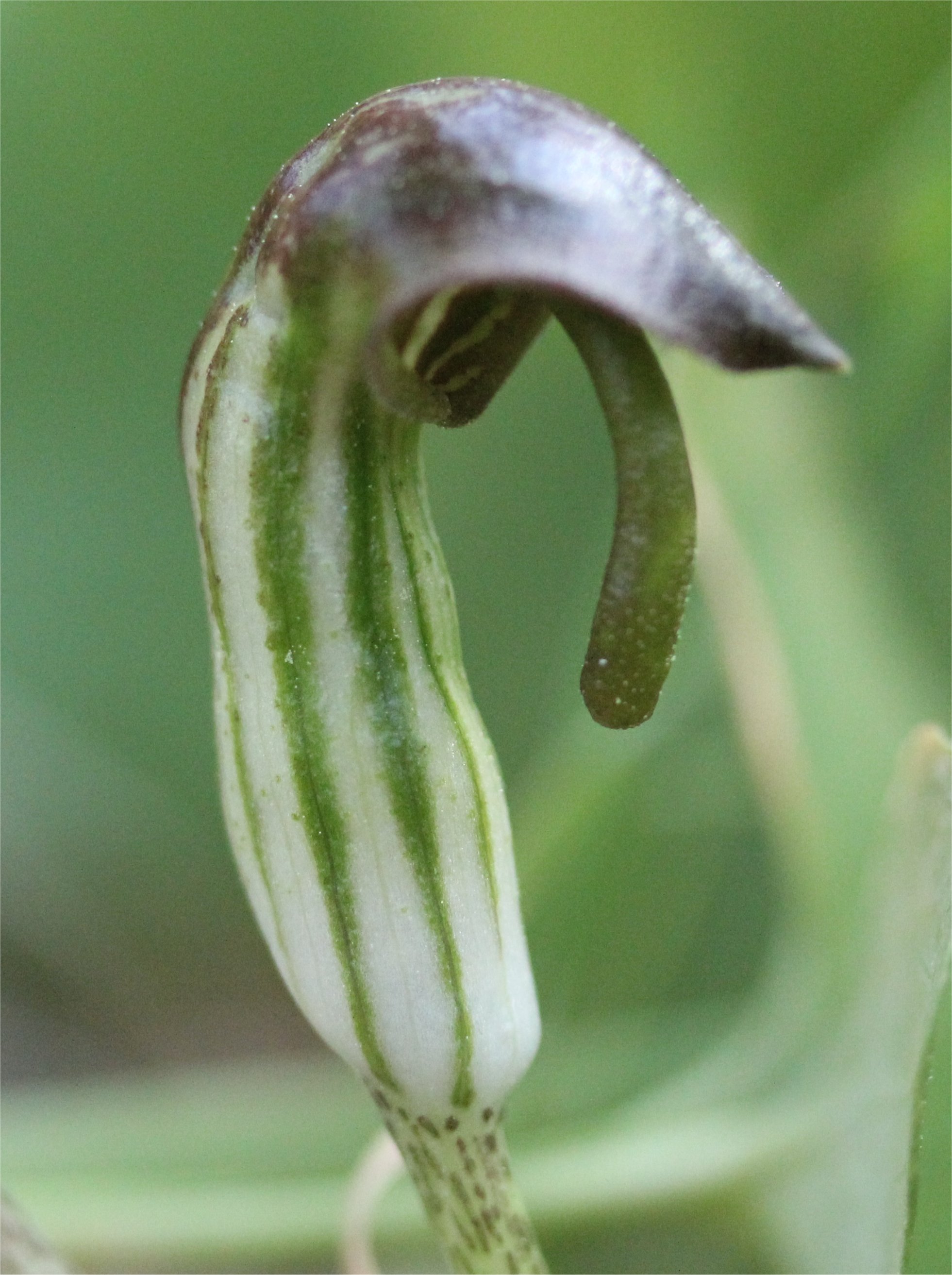 arisarum-vulgareArisarum vulgare