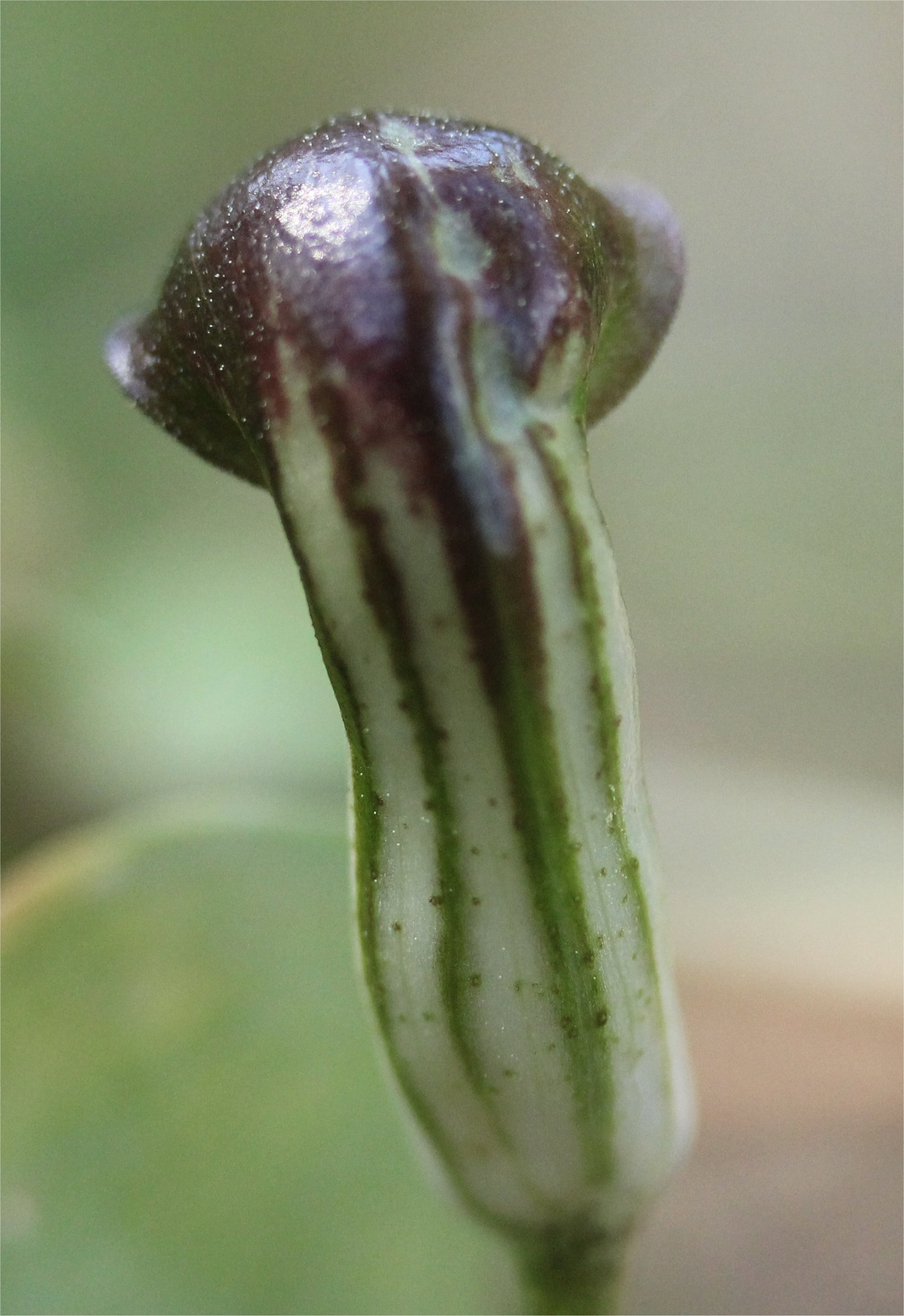 arisarum-vulgareArisarum vulgare