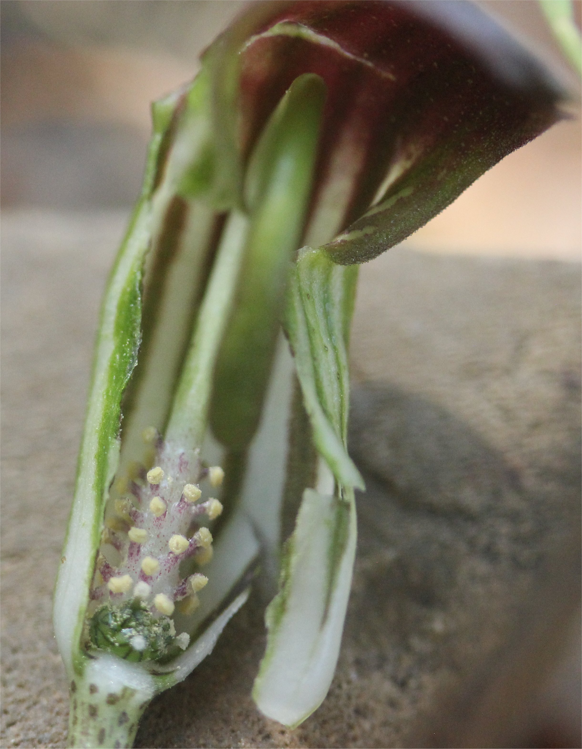 arisarum-vulgareArisarum vulgare