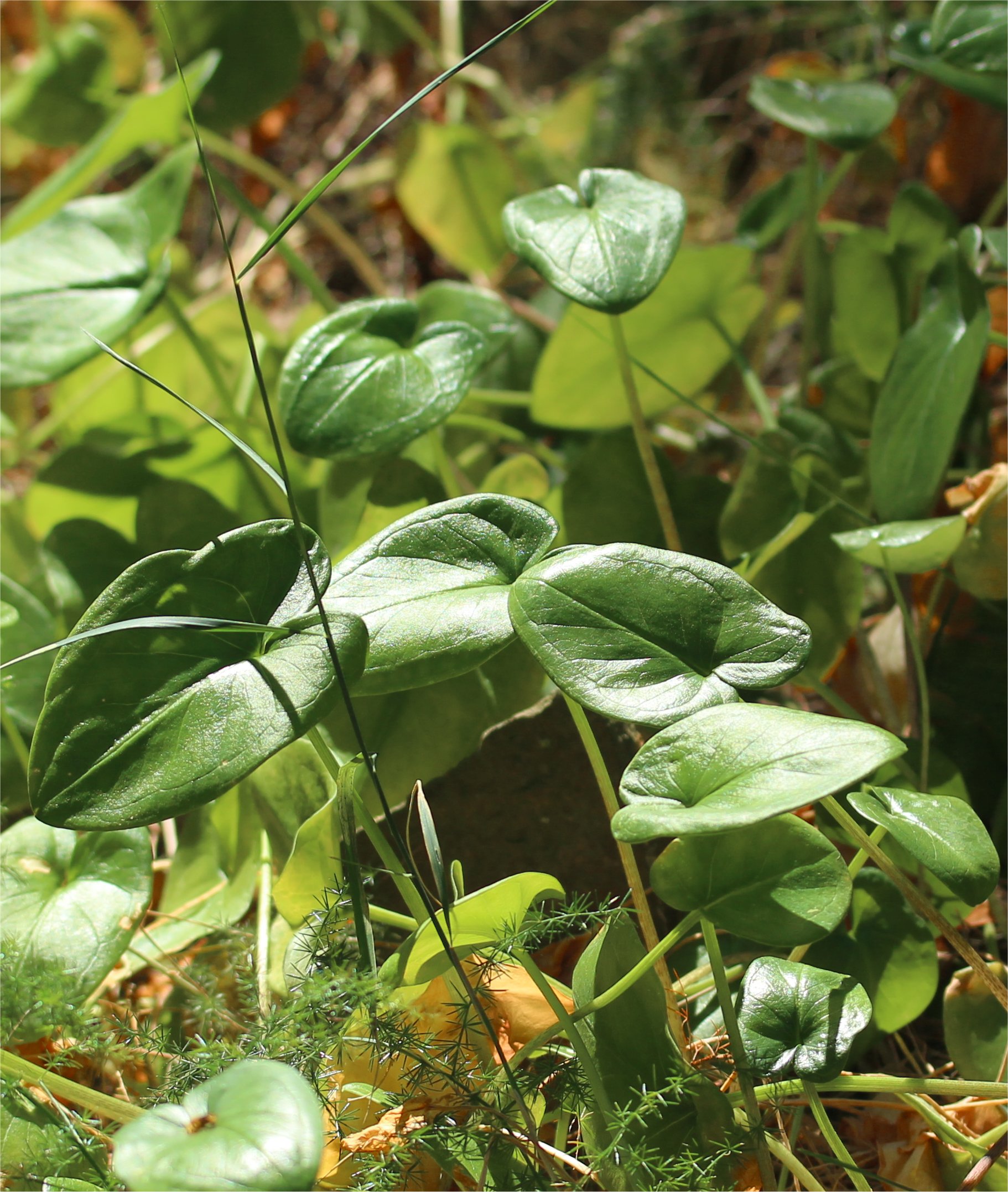 arisarum-vulgareArisarum vulgare