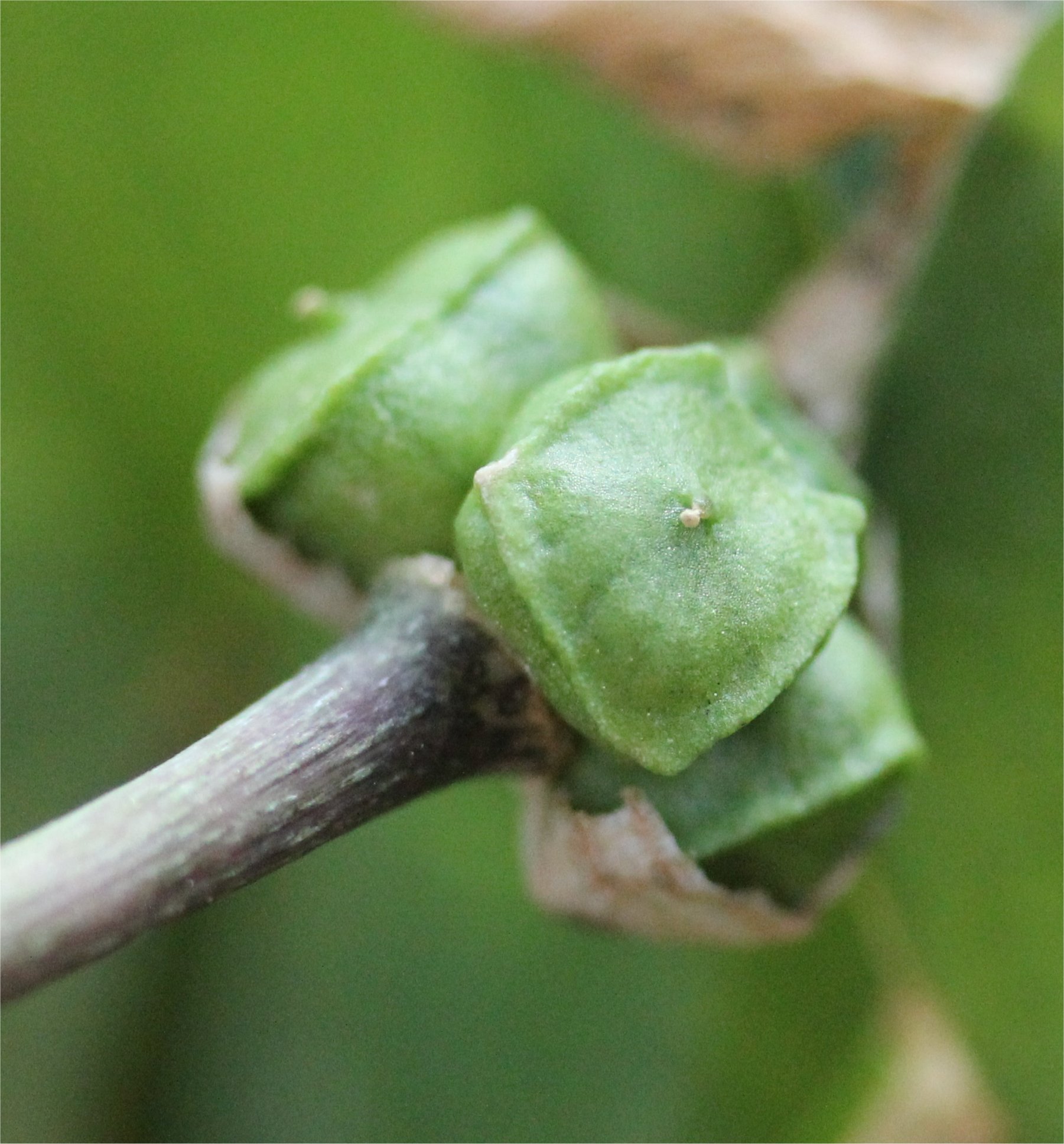 arisarum-vulgareArisarum vulgare