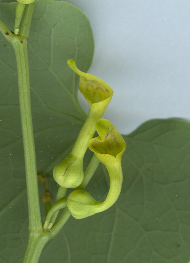 aristolochia-clematis