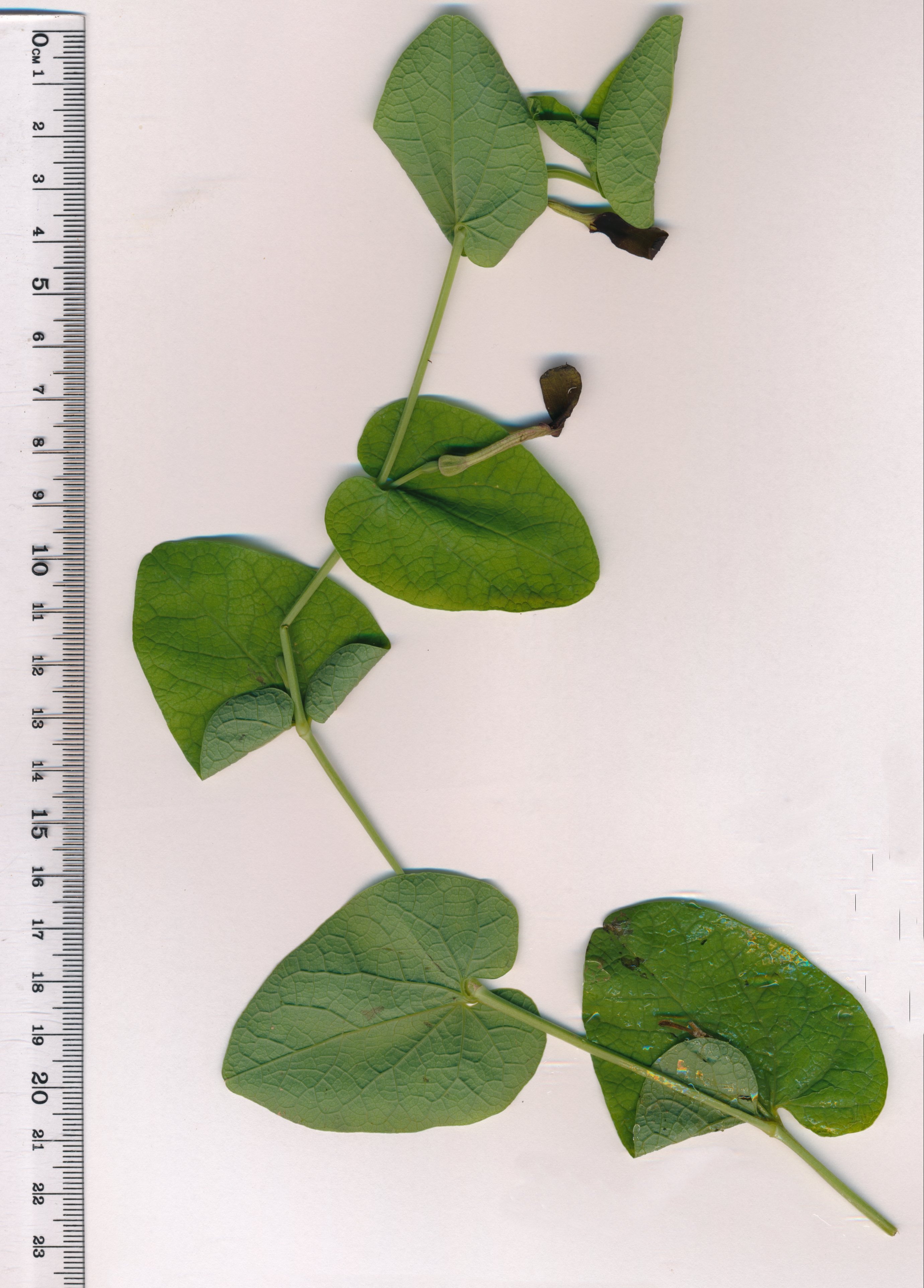 aristolochia-rotunda