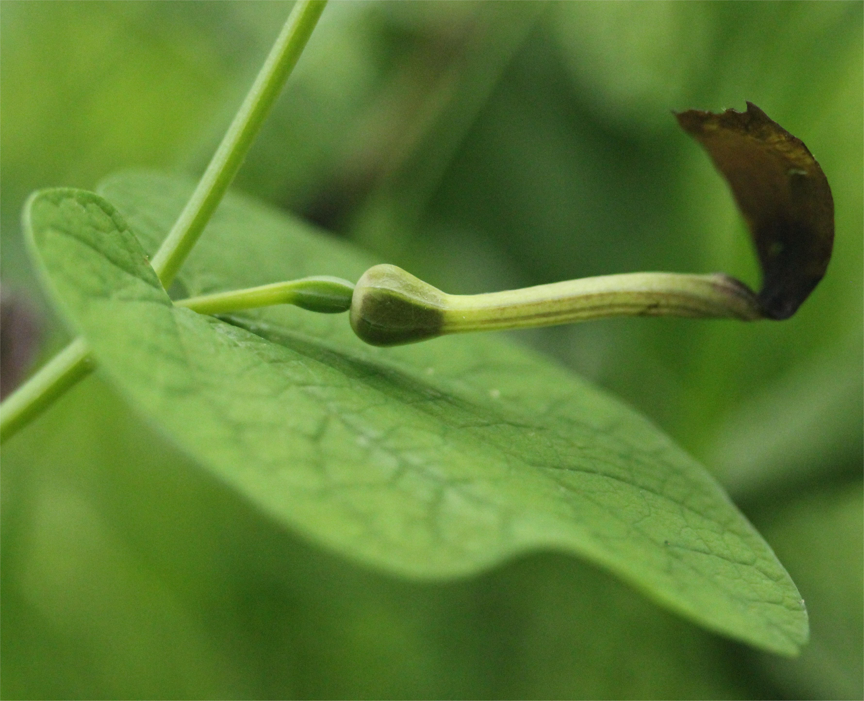 aristolochia-rotunda