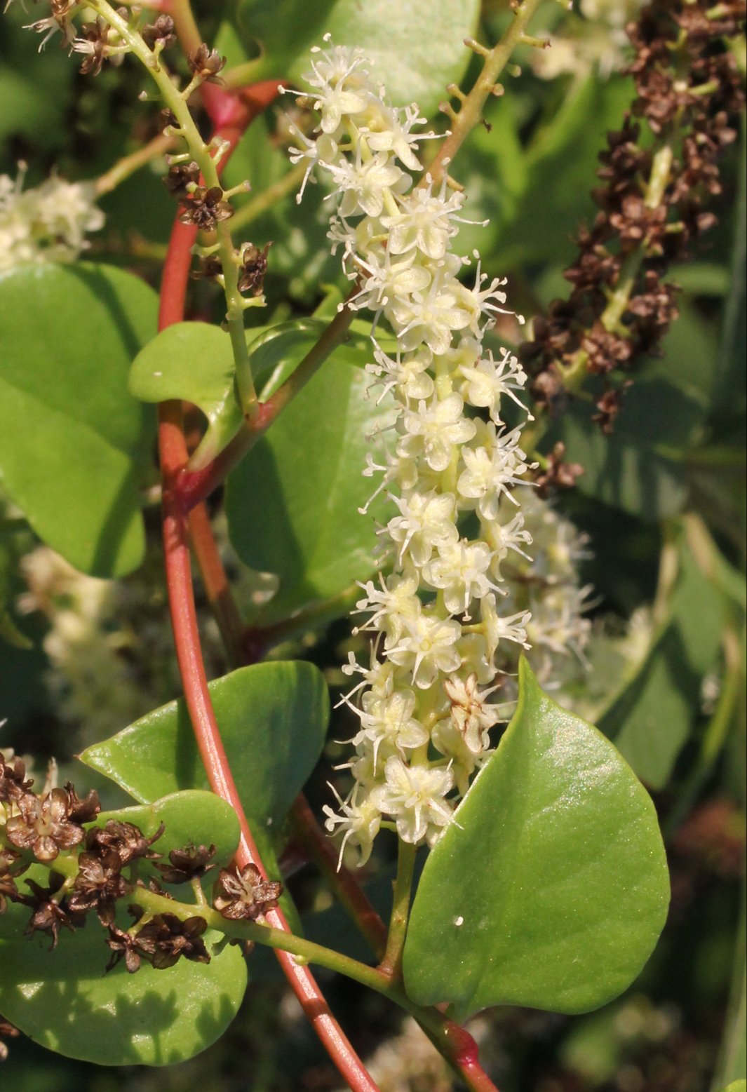 Anredera cordifolia