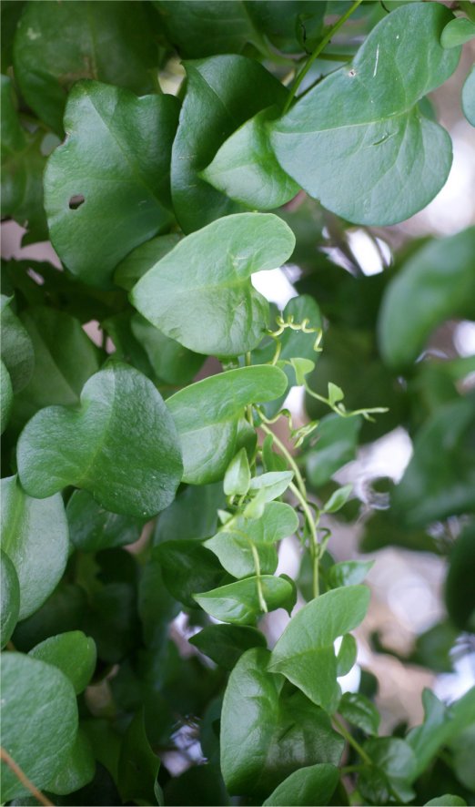 Anredera cordifolia