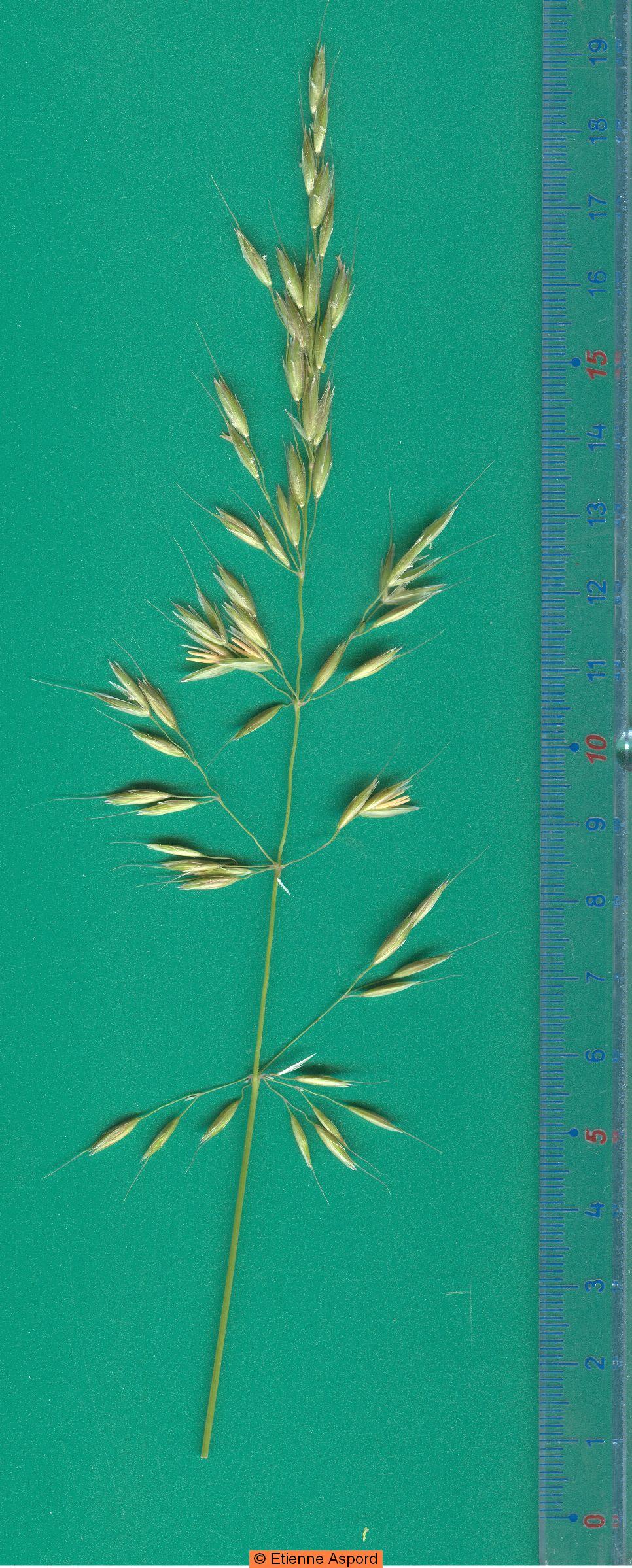 arrhenatherum elatius