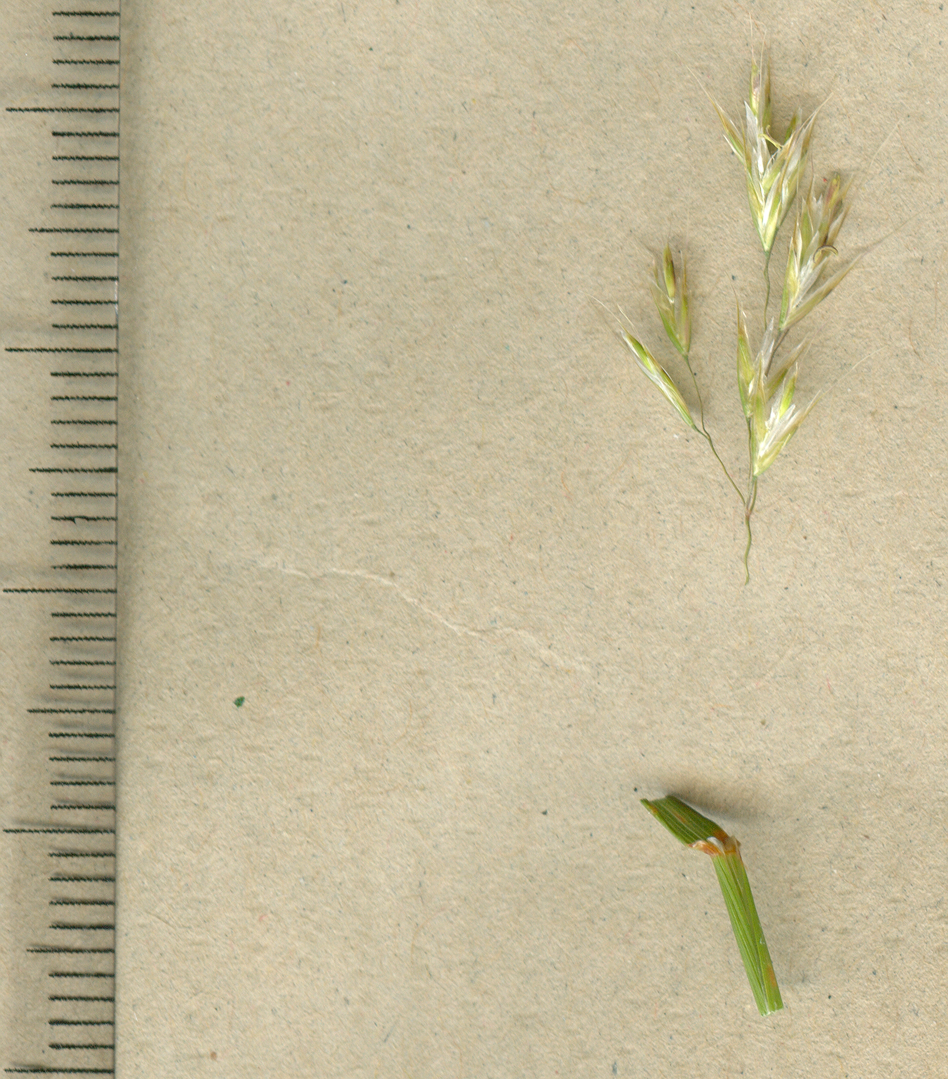 arrhenatherum elatius subsp sardoum