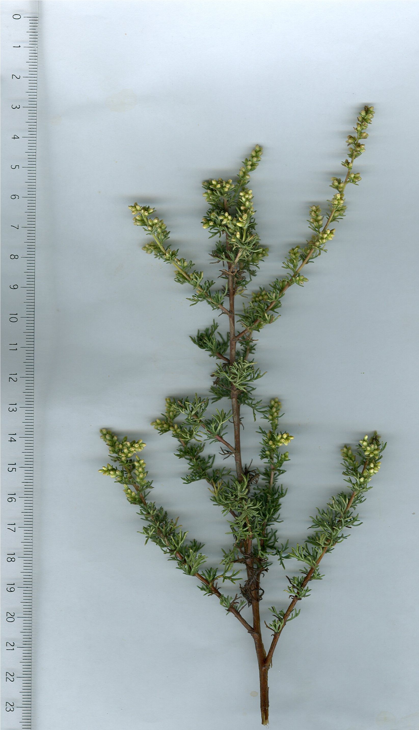 artemisia campestris glutinosa