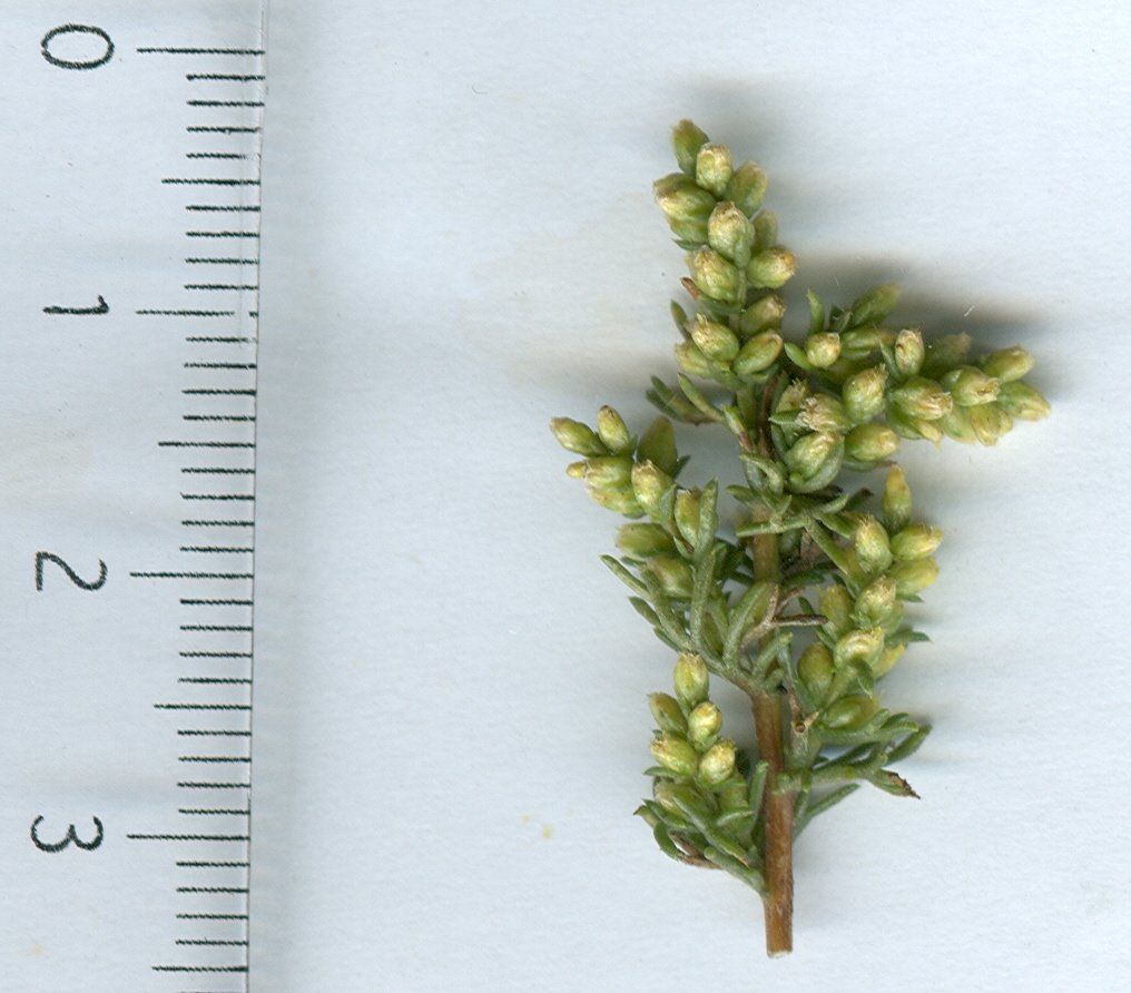artemisia campestris glutinosa
