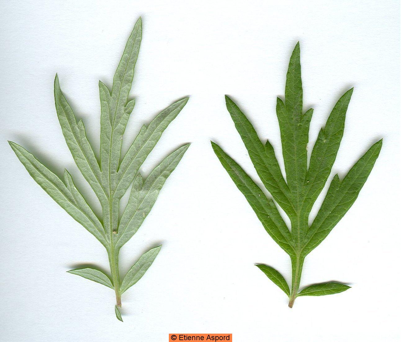 artemisia vulgaris