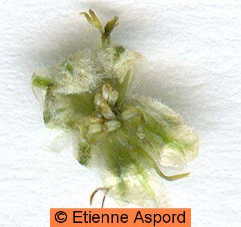 artemisia vulgaris