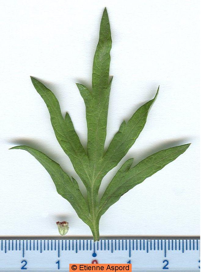 artemisia vulgaris