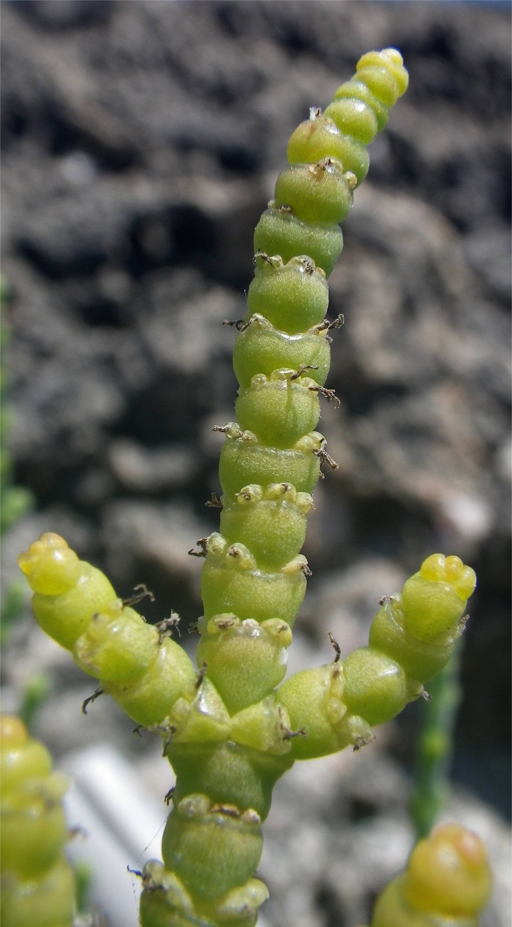 Artrocnemum macrostachyumartrocnemum macrostachyum