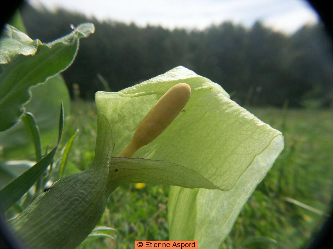 arum-italicum