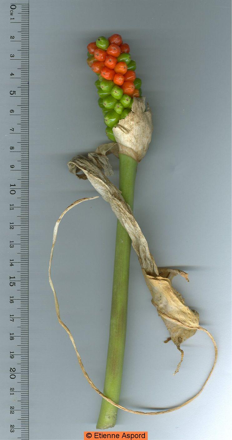 arum-italicum