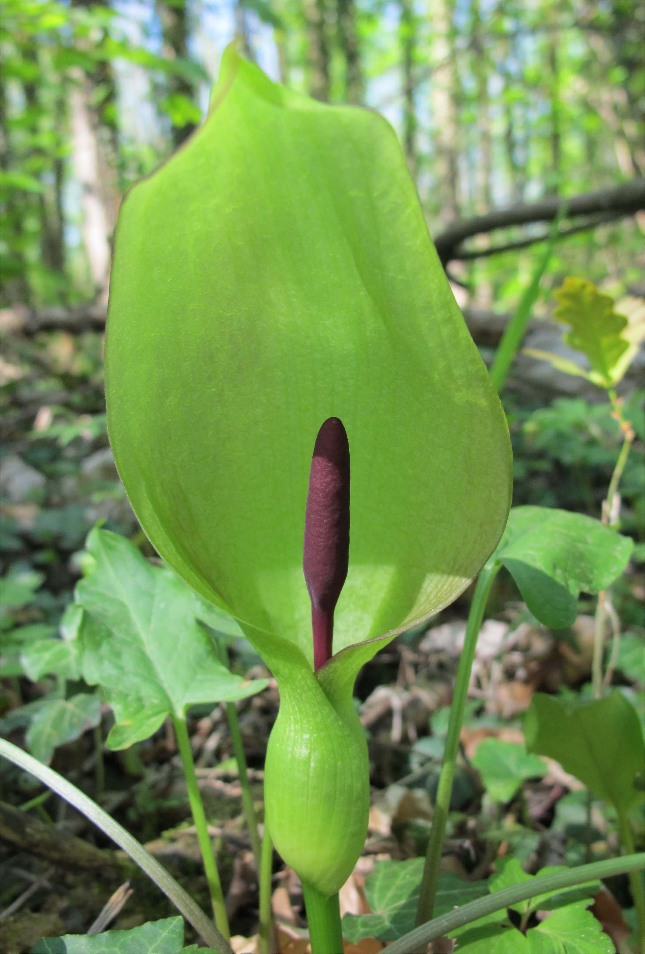 arum-maculatum