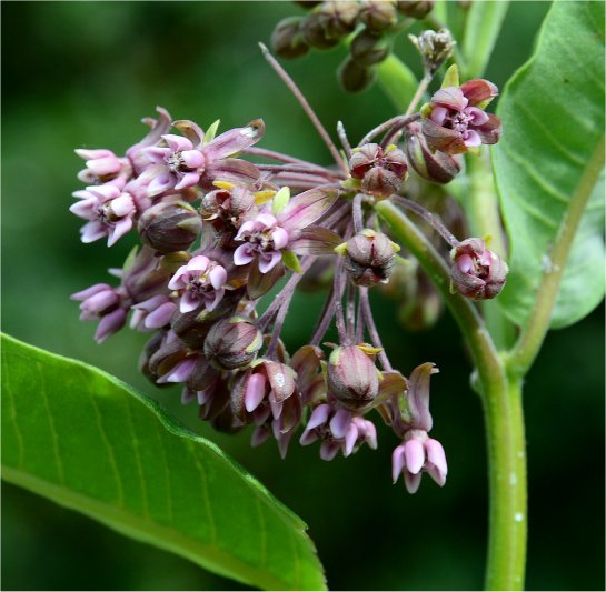 asclepias-syriaca