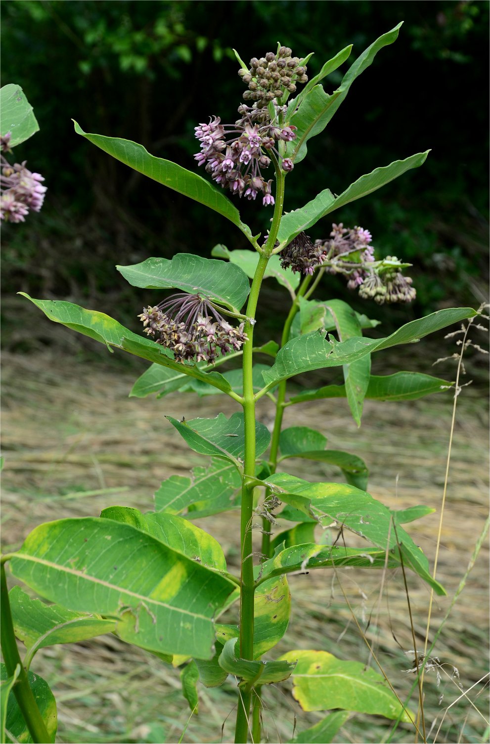 asclepias-syriaca