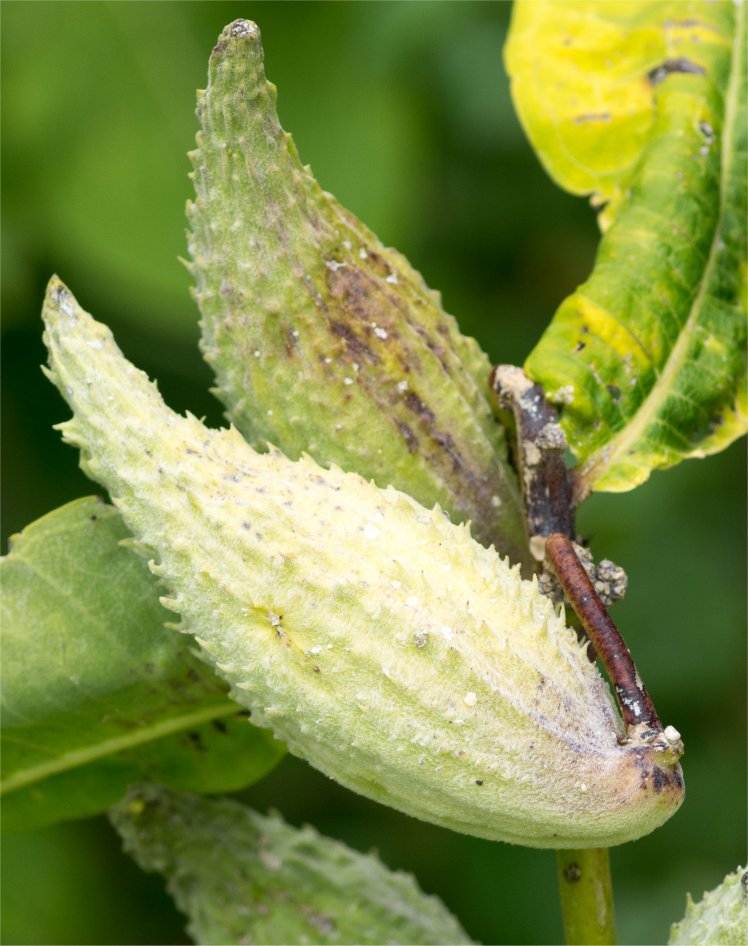 asclepias-syriaca