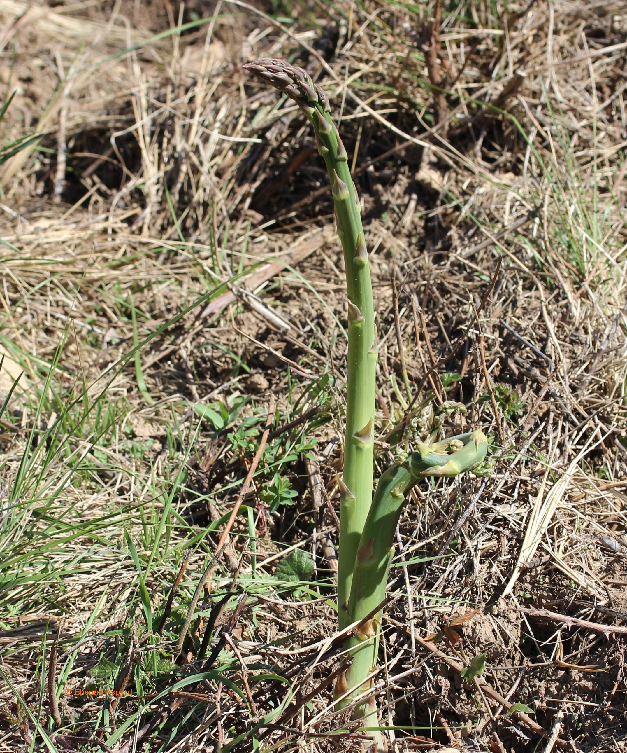 asparagus officinalis