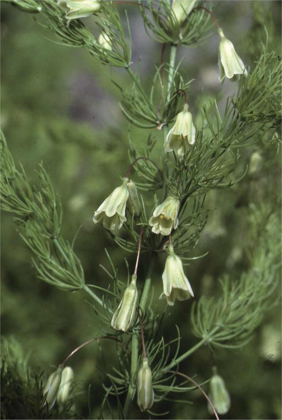 asparagus tenuifolius