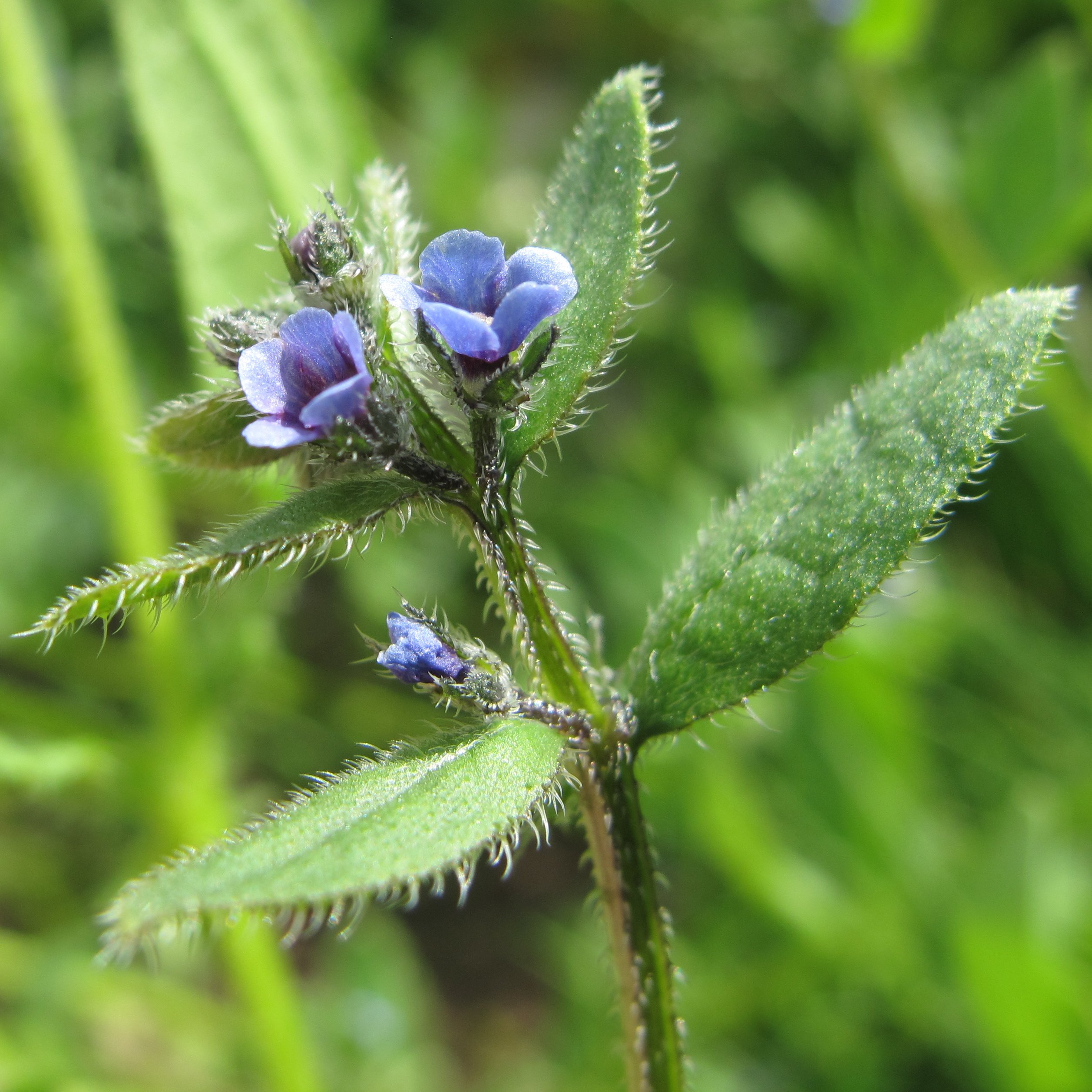 Asperugo procumbensasperugo procumbens