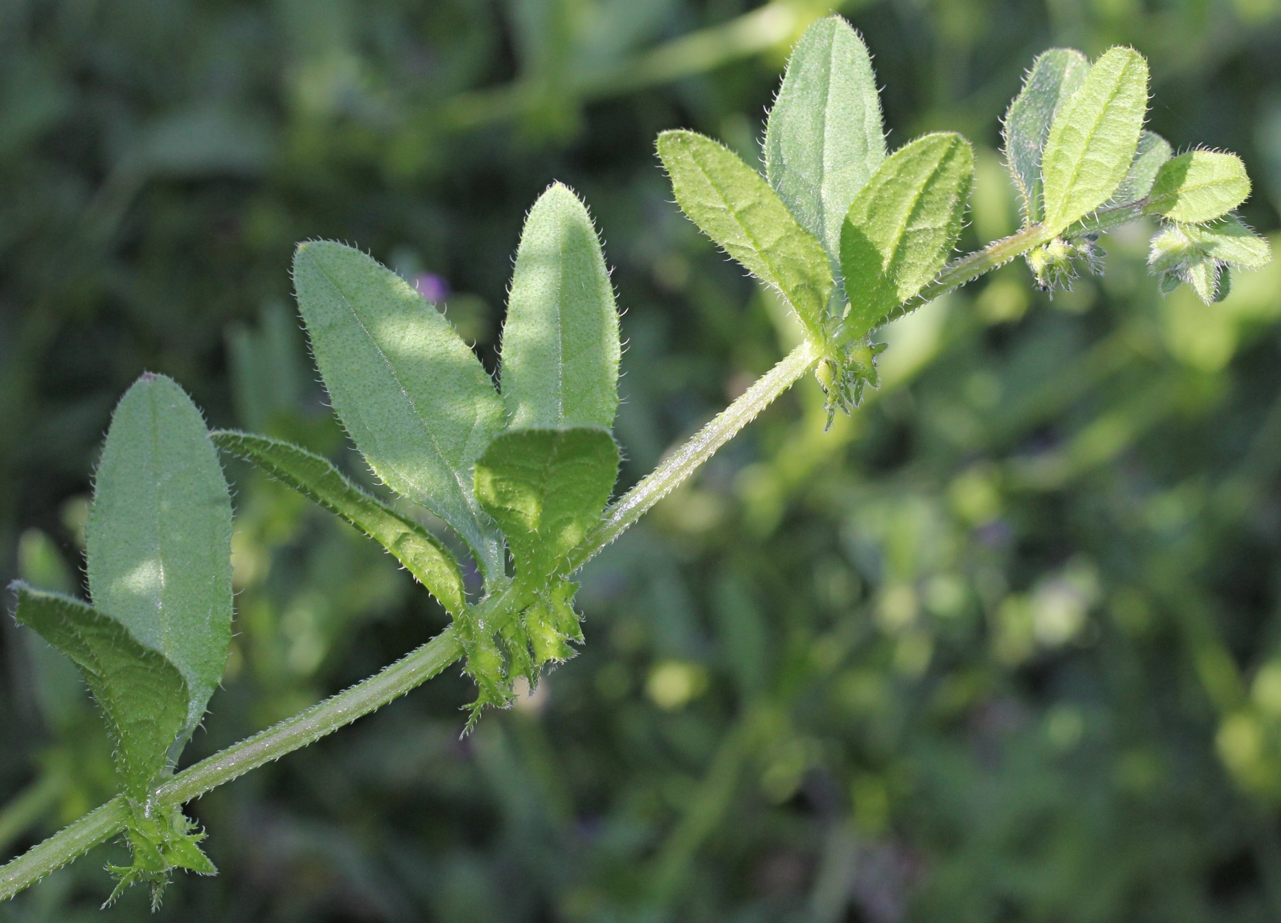 Asperugo procumbensasperugo procumbens