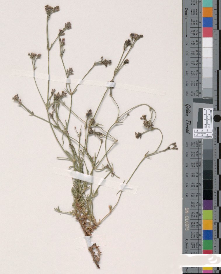 asperula aristata