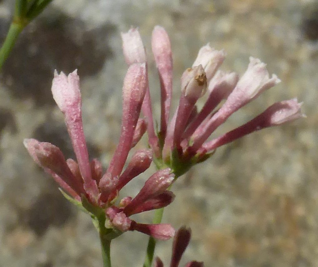 asperula aristata