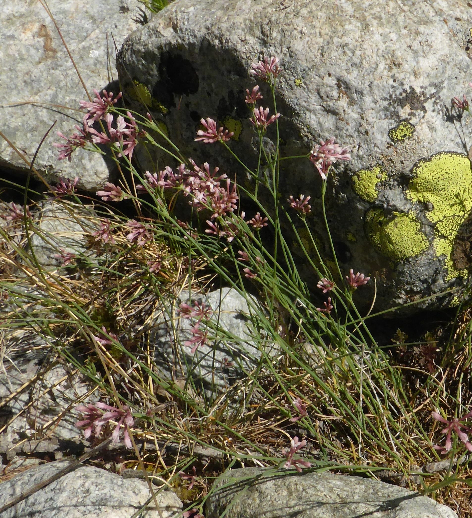 asperula aristata