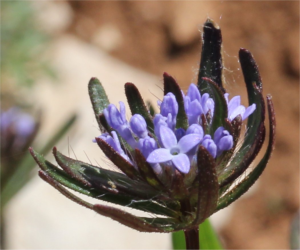 asperula arvensis